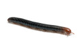 Analocostreptus servatius juvenil